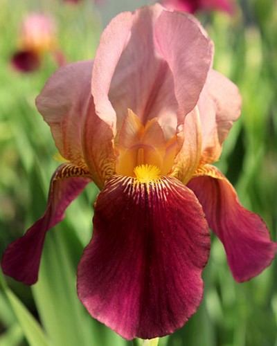 IRIS GERMANICA INDIAN CHIEF 25 kusov